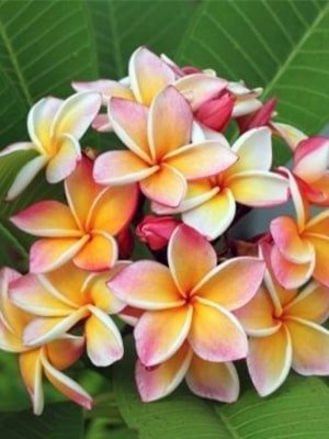 plumeria plant