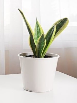 snake plant