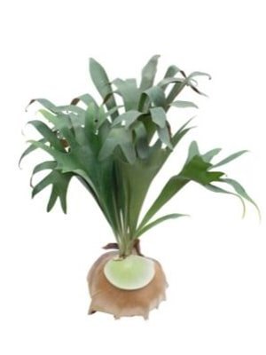 staghorn fern