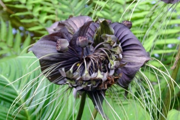 Black Bat Flower