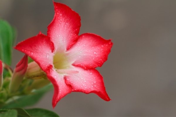 Desert Rose