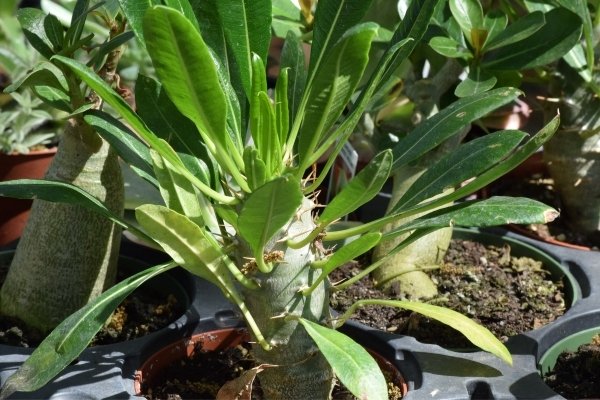 Madagascar Palm