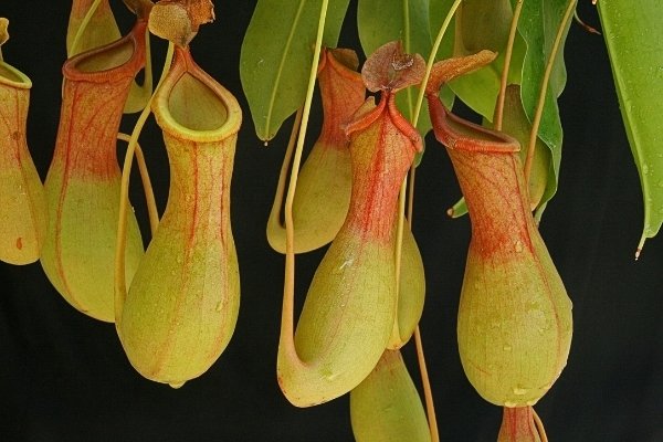 Pitcher Plant