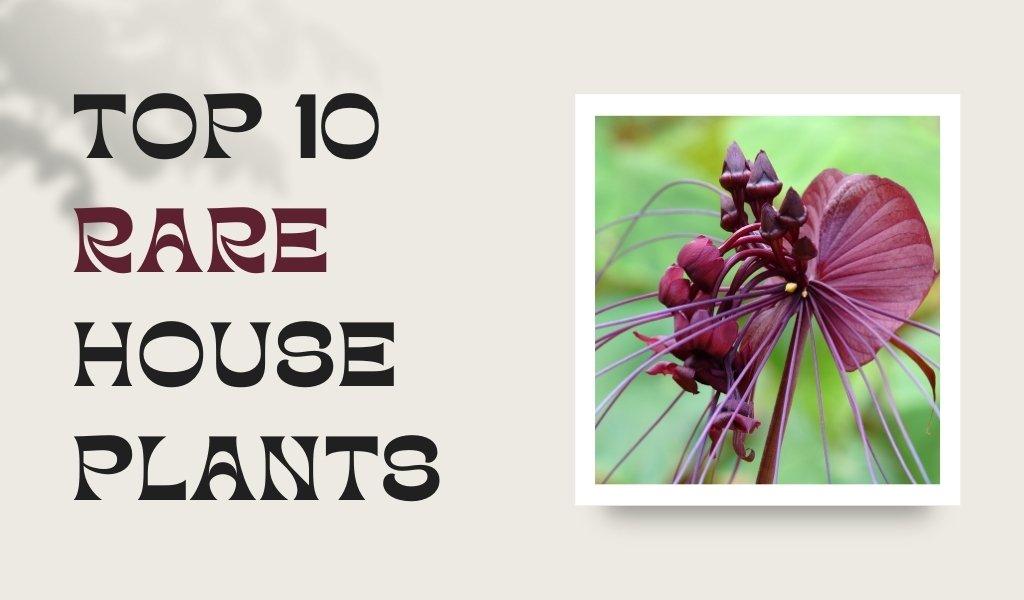 Top 10 Rare Houseplants