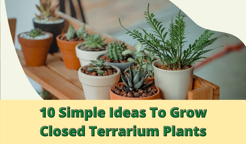 Ideas To Grow Closed Terrarium Plants