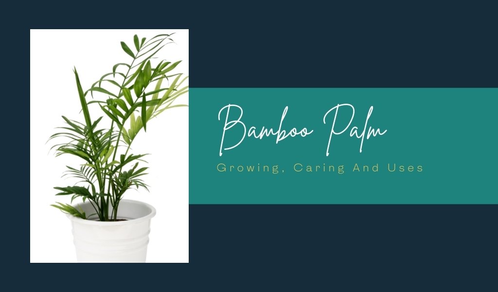 bamboo palm plant guide