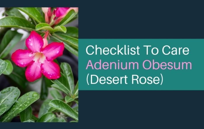 guide to care adenium obesum (Desert Rose)