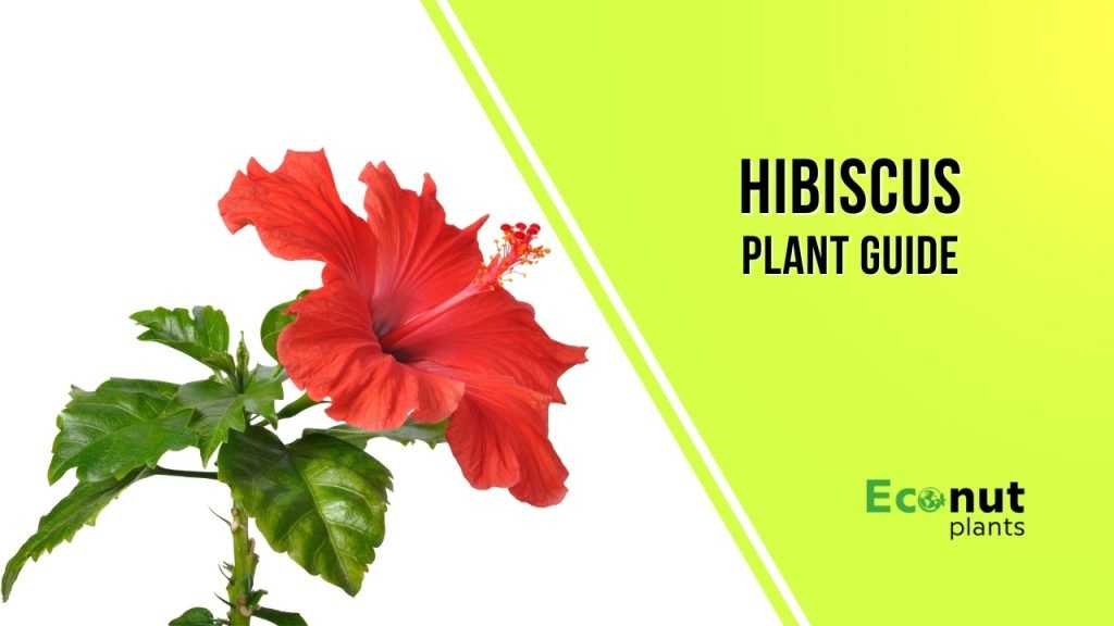 How To Grow And Care Hibiscus Plant At Home Perfectly