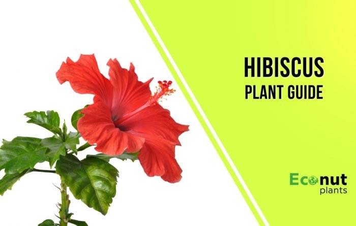 hibiscus plant guide