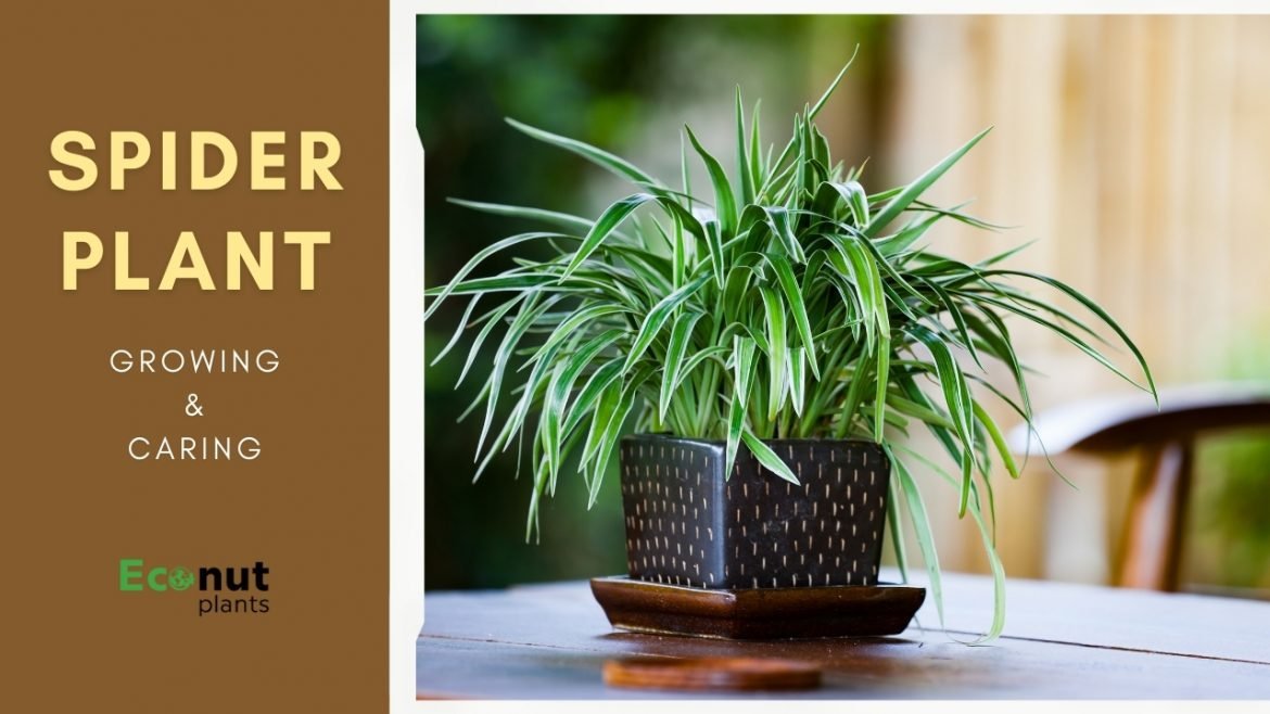 Guide to growing and caring spider plant
