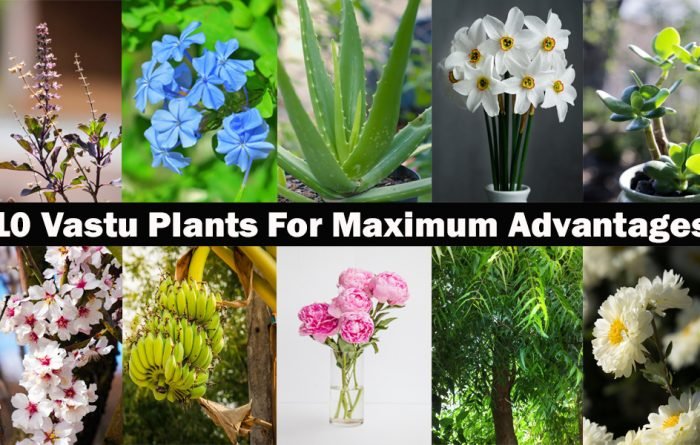Vastu Plants For Maximum Advantages