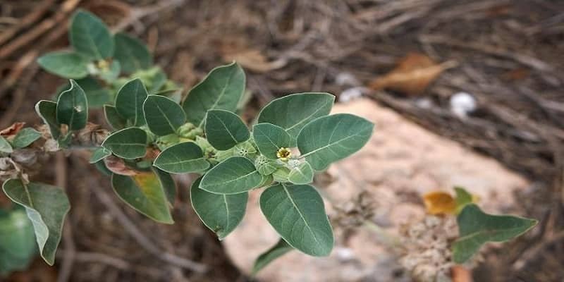 Ashwagandha Plant 