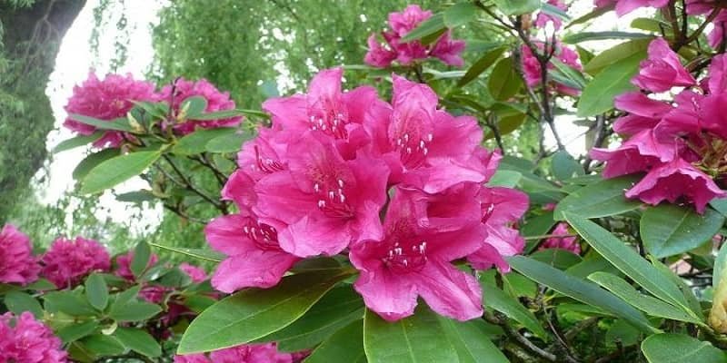 Azalea Plant