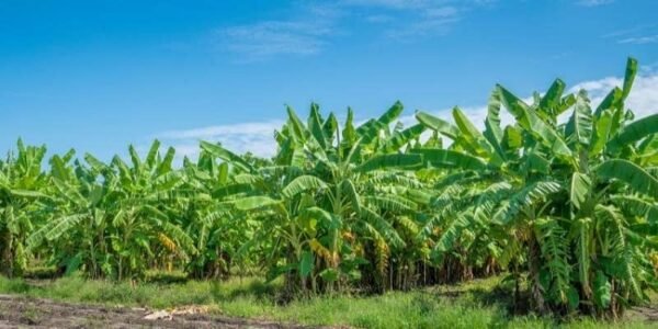 10 Vastu Plants For Maximum Advantages