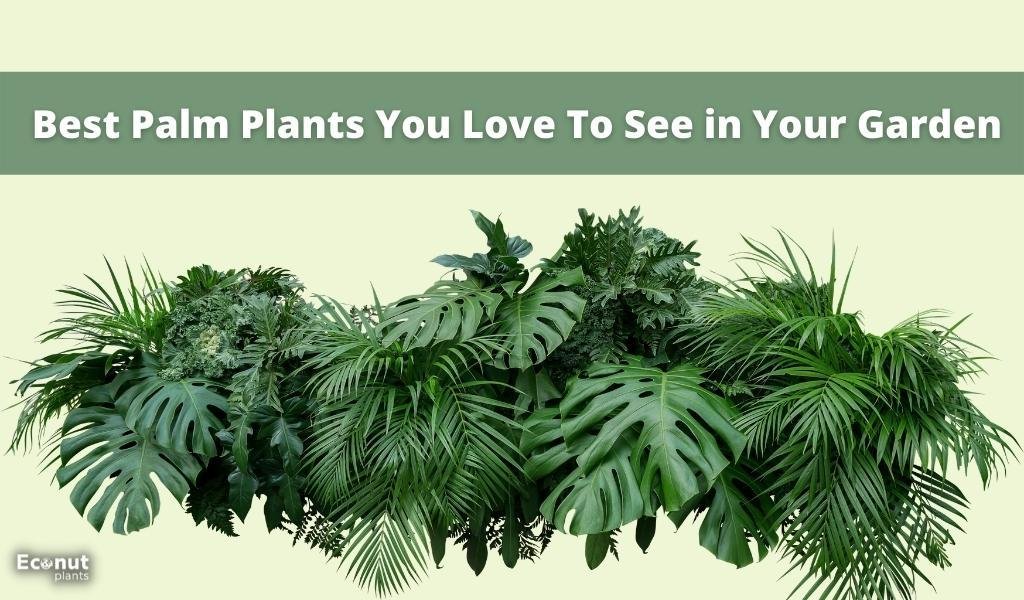 Best Palm Plants You Love To See in Your Garden