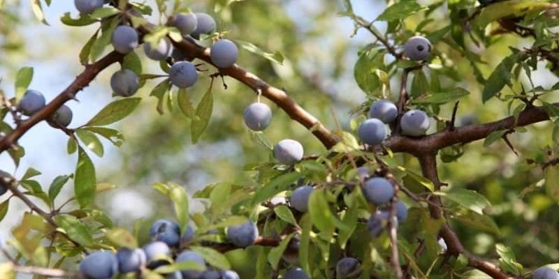 Blueberry Fruits Plant 