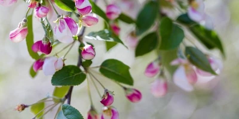 Crabapple Plant 