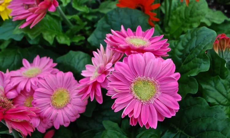 Gerbera Daisy Plant 