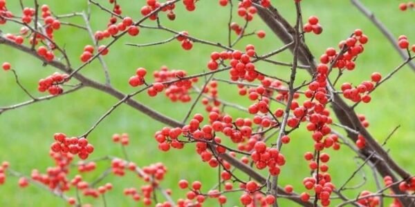 6 Magnificent Bonsai Fruit Plants That Can Beautify Your Home