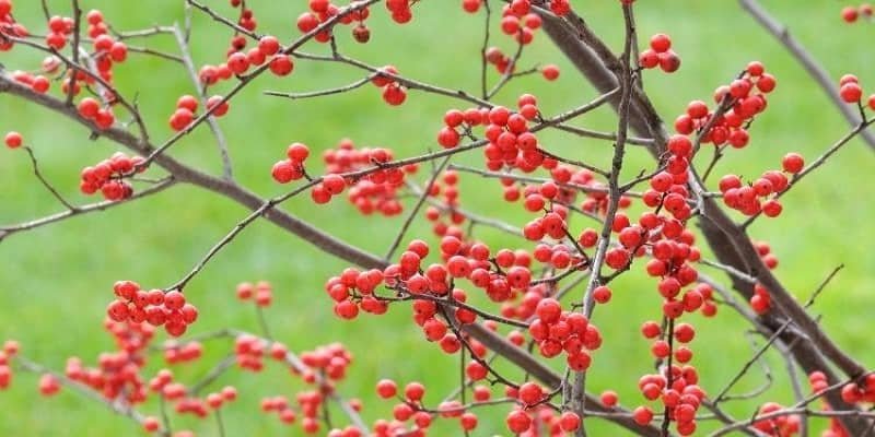 Japanese Winterberry Plant 