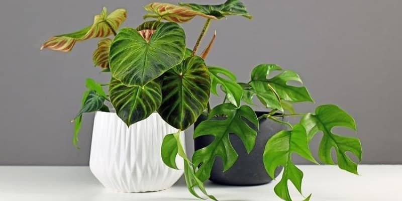 Philodendron Plant 