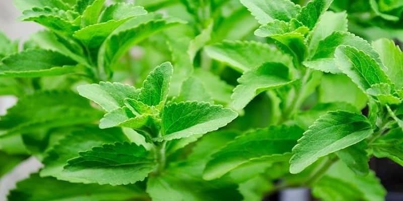 Stevia Plant 