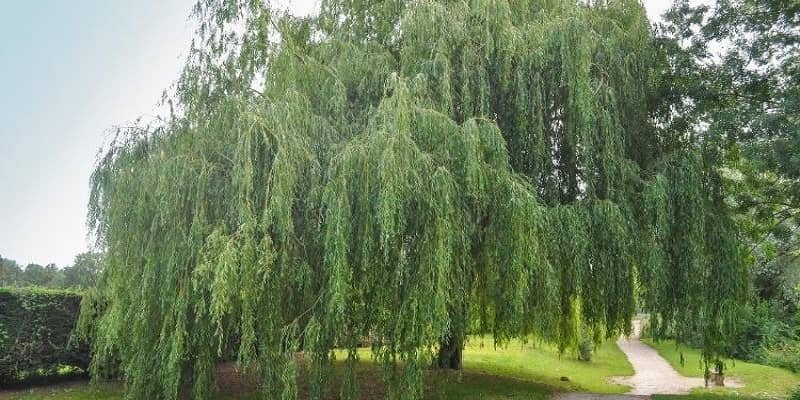 Weeping Pear Plant 