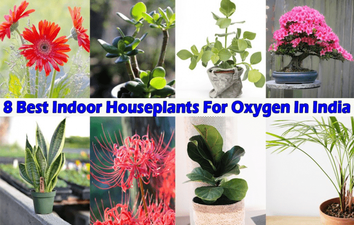 8 Best Indoor Houseplants For Oxygen In India