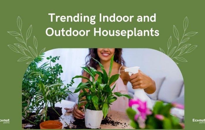trending indoor and outdoor plants
