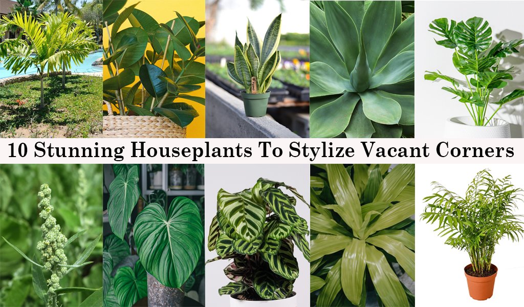 Stunning Houseplants To Stylize Vacant Corners