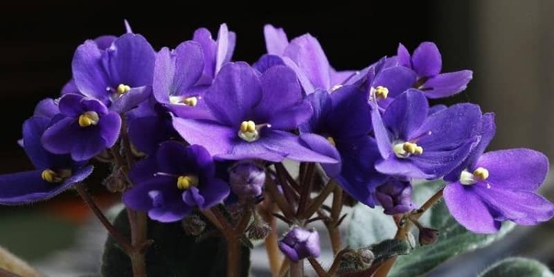 African violet plant 