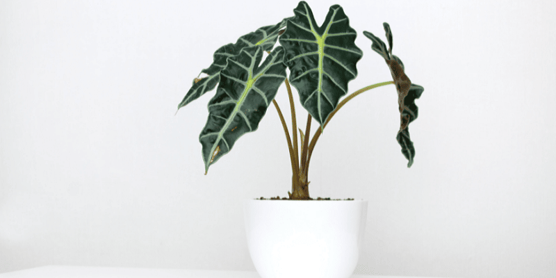 Alocasia Silver Dragon Plant 