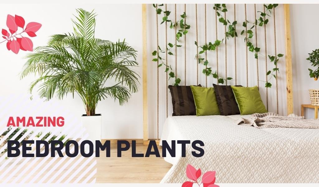 Amazing Bedroom Plants