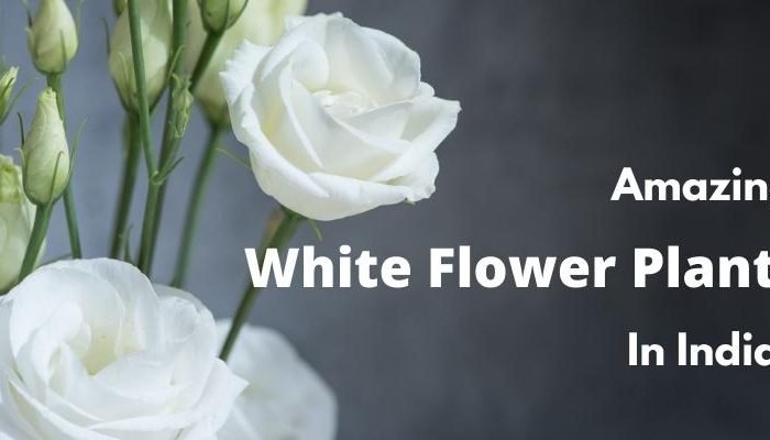 White flower plants in India