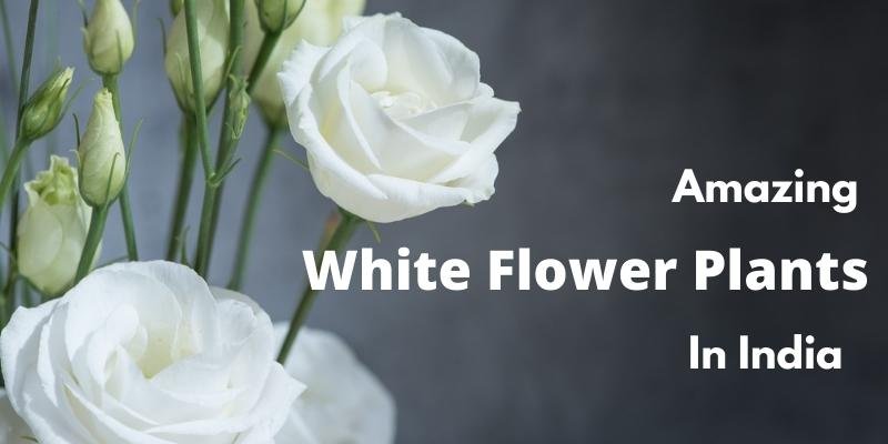 White flower plants in India