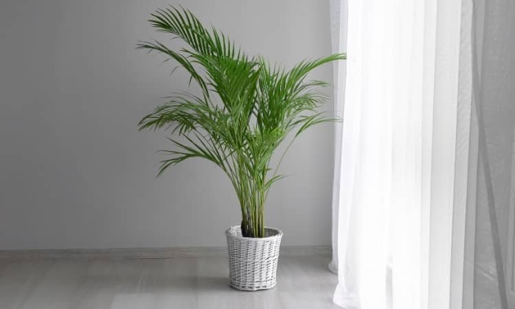 Areca Palm Plant