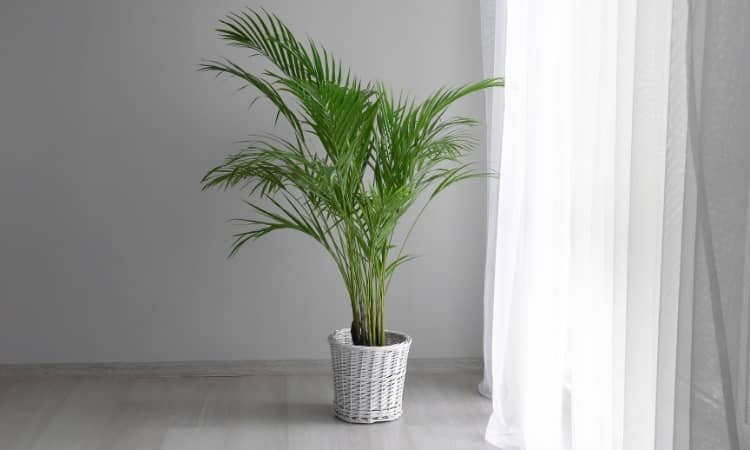 Areca Palm Plant 