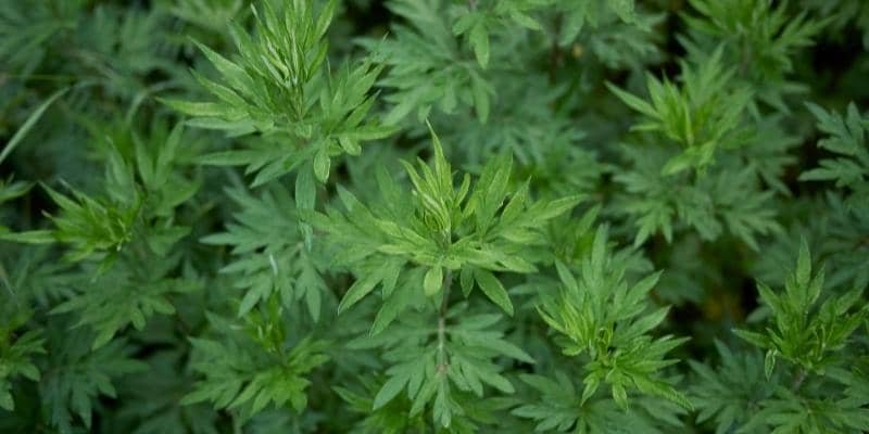 Artemisia Plant