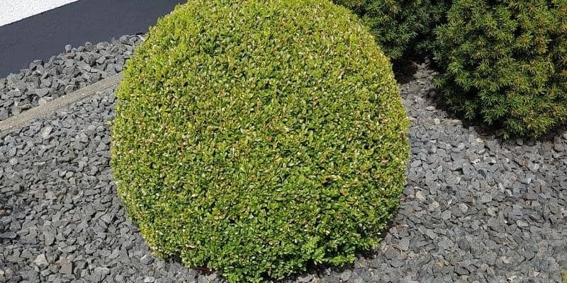 Boxwood Plant