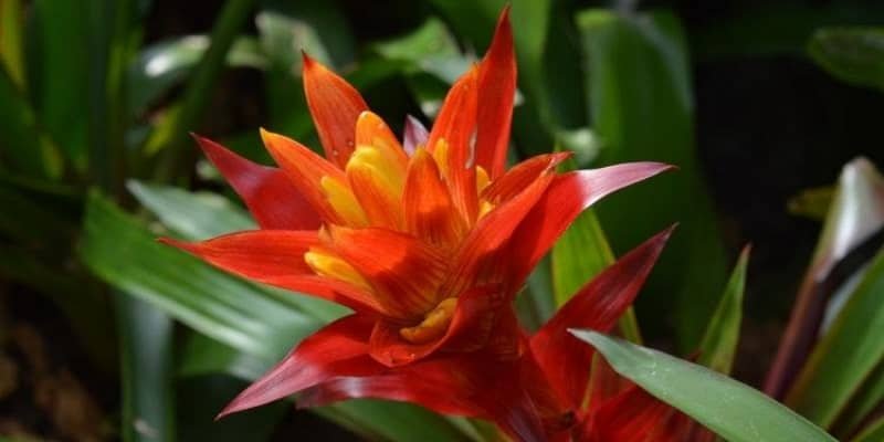 Bromeliad Plant 