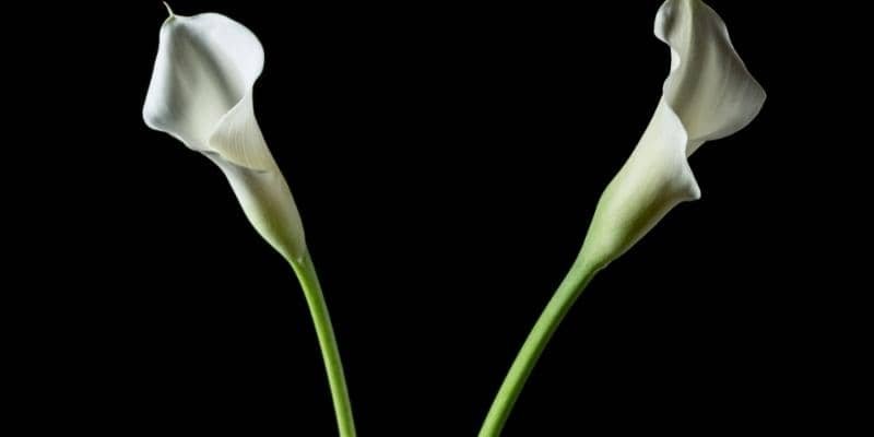 Cala Lily Plant 