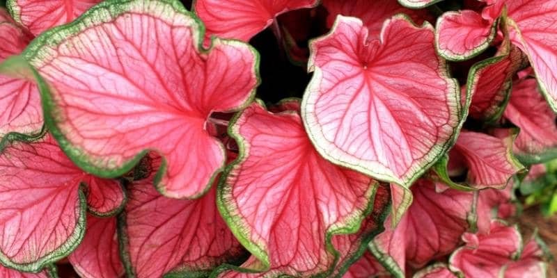 Caladium Plant 