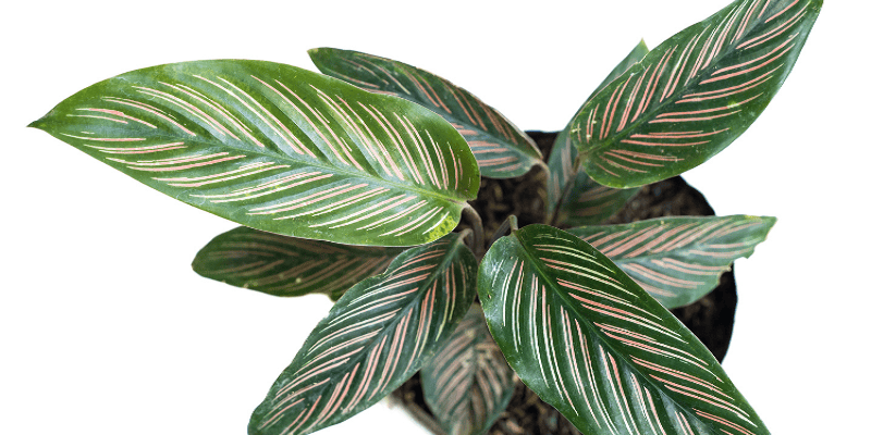 Calathea Freddie Plant 