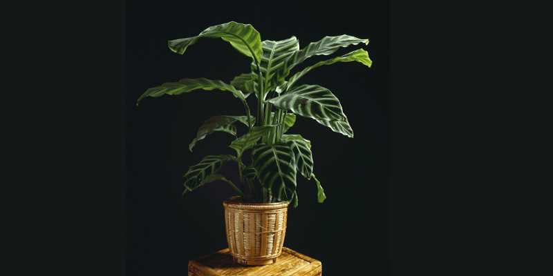 Calathea prayer plant