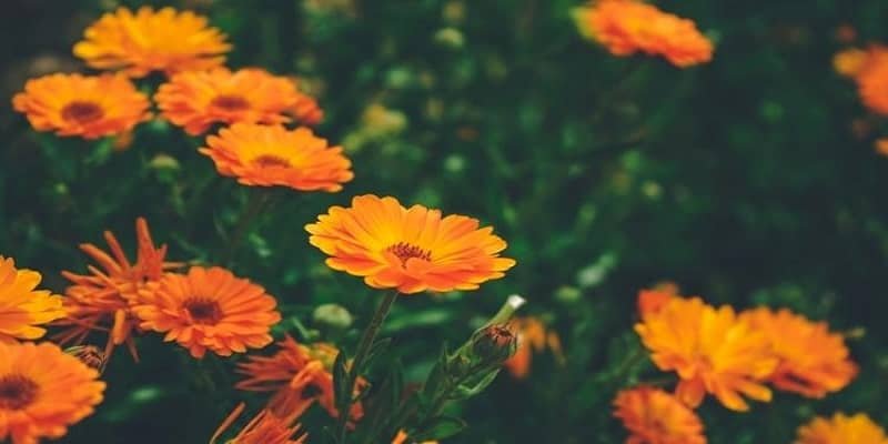 Calendula Plant