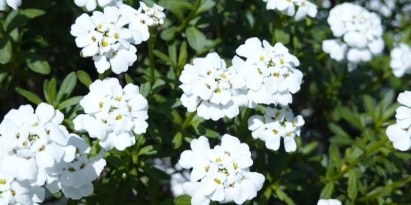 Candytuft Plant 