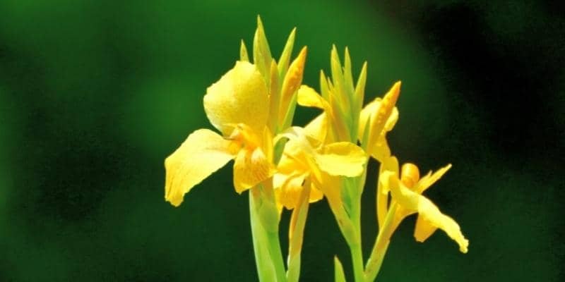 Canna Plant