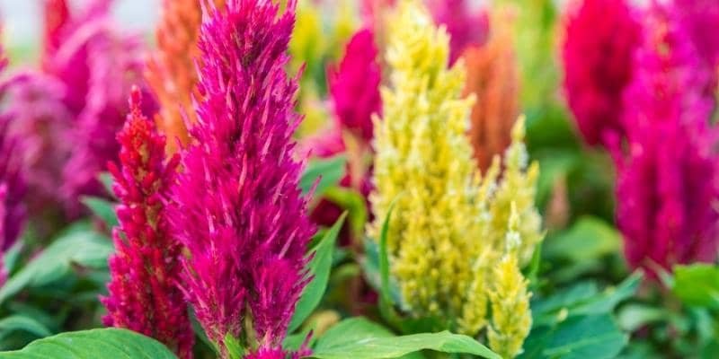 Celosia Plant 