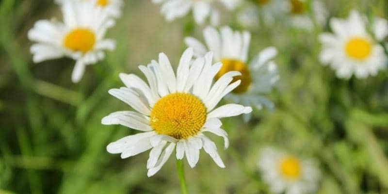 Chamomile plant