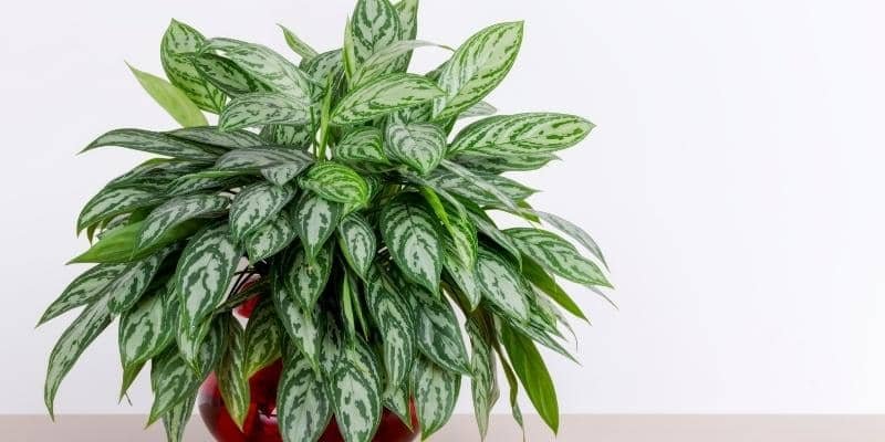 Chinese evergreen plant